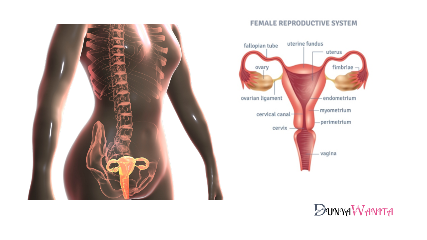 istem Reproduksi Wanita | Dunya Wanita