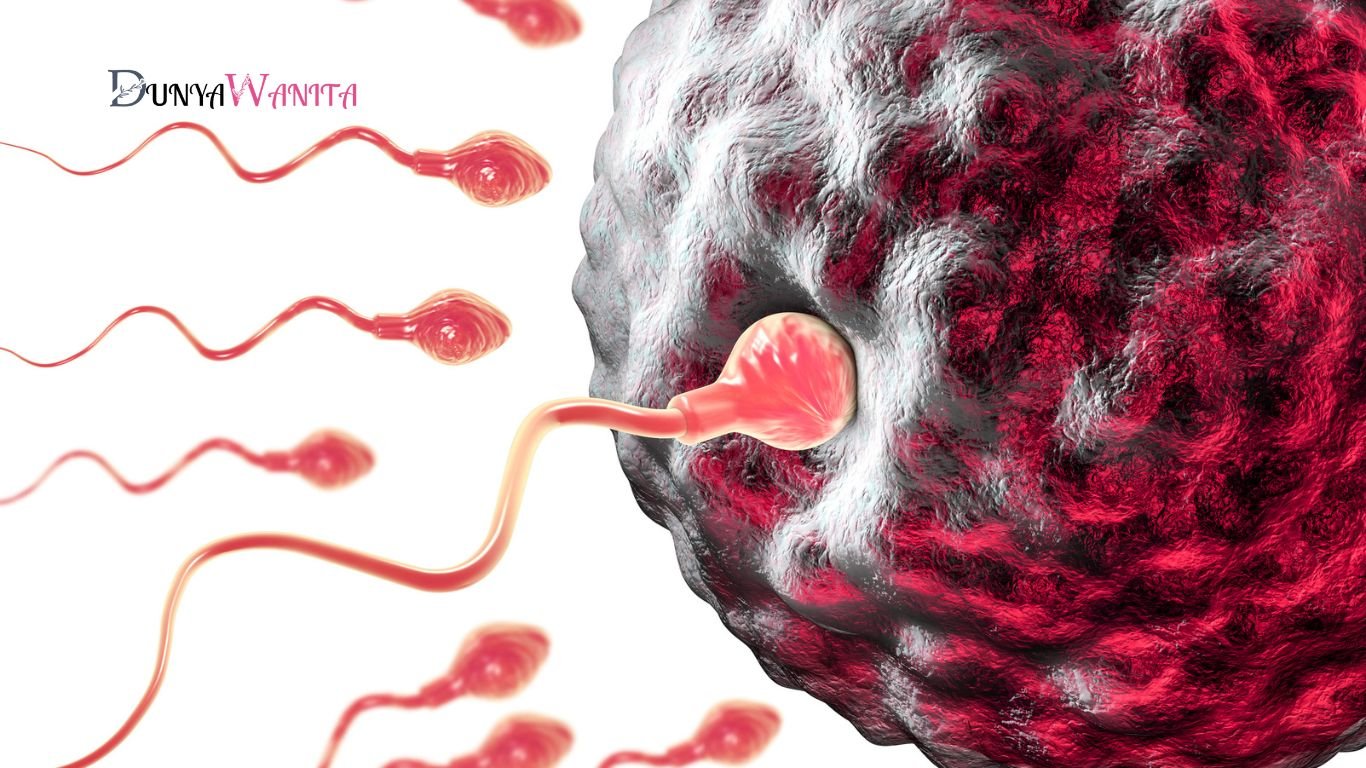 Pembuahan atau Fertilisasi | Dunya Wanita