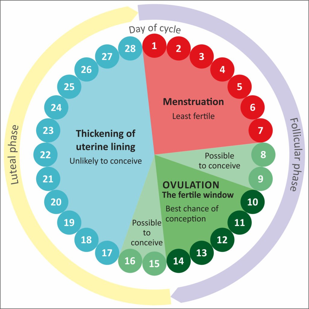 Kalender siklus menstruasi panjang rata-rata | Sumber: www.profecund.com